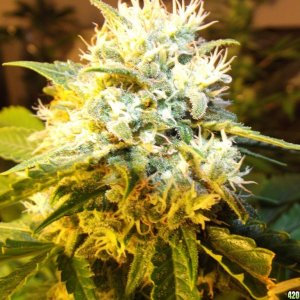 skunk no1 sensi seeds grow 1200 ww