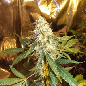 skunk no1 sensi seeds