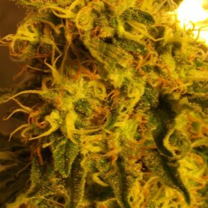 skunk no1 sensi seeds