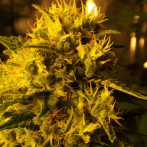 skunk no1 sensi seeds