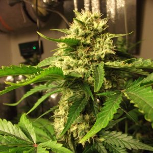 skunk no1 sensi seeds