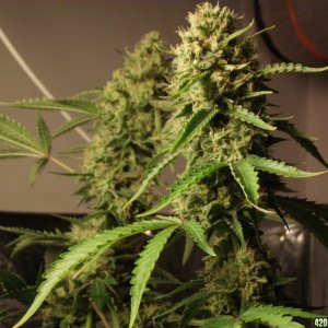 skunk no1 sensi seeds