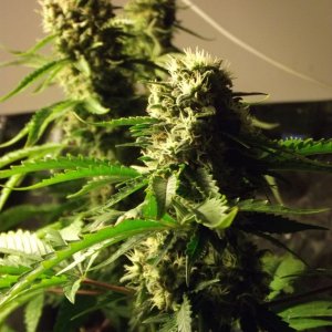 skunk no1 sensi seeds