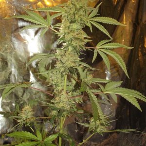 skunk no1 sensi seeds