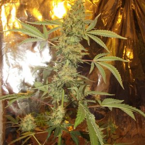 skunk no1 sensi seeds