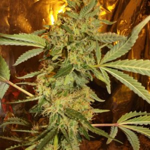 skunk no1 sensi seeds