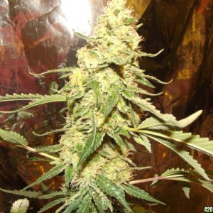 skunk no1 sensi seeds