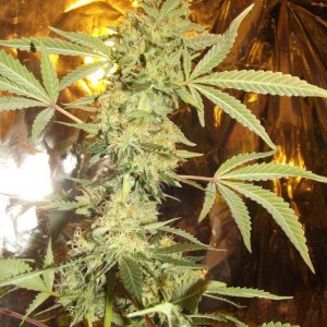 skunk no1 sensi seeds