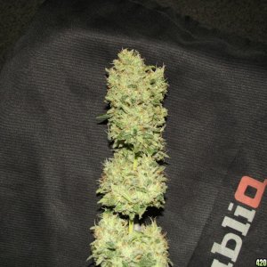 skunk no1 sensi seeds buds