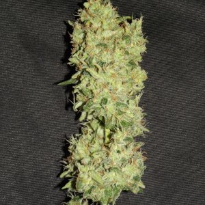 skunk no1 sensi seeds buds