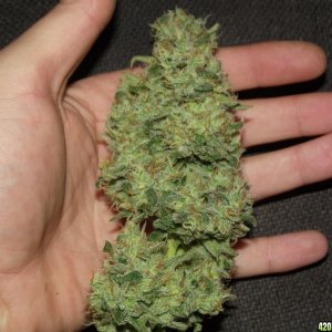 skunk no1 sensi seeds buds