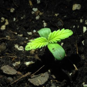 red poison seedling