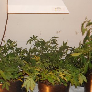 1st medical grow recent training session