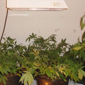 1st medical grow recent training session