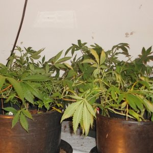 1st medical grow recent training session