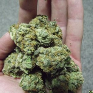 skunk no1 sensi seds dried buds