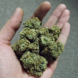 skunk no1 sensi seds dried buds