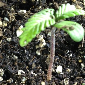 purple stem seedling