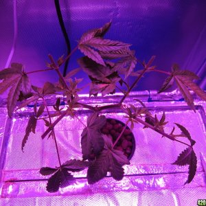 OG Kush LED DWC