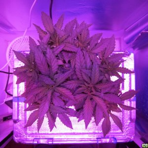 OG Kush LED DWC