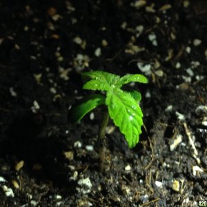 red poison seedling