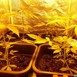 autoflowers day 25-27