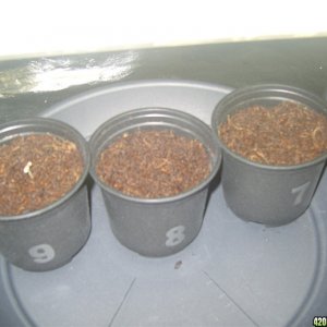 Sprouting  1-10 (right to left) :)