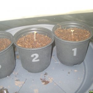 Sprouting  1-10 (right to left) :)