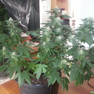 birthday harvest close to flowering