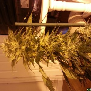 birthday harvest close to flowering