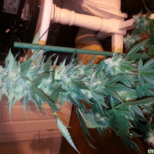 birthday harvest close to flowering