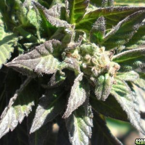 Himalaya Gold (Green House Seed Co.) outdoor