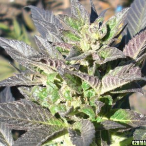 Himalaya Gold (Green House Seed Co.) outdoor
