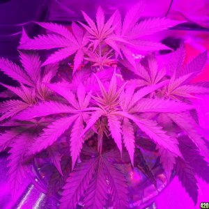 Veg Training Critical Jack