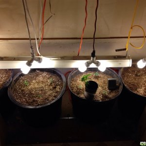 Closet cfl grow