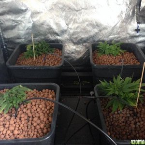 grow journal - start of LST