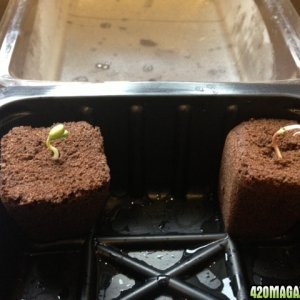 grow journal - germination