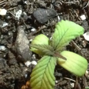 red poison seedling