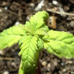 red poison seedling