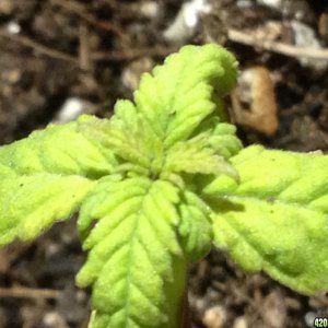 red poison seedling