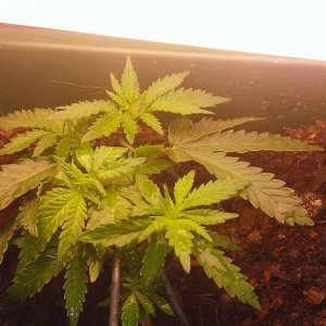 flowering indica 40