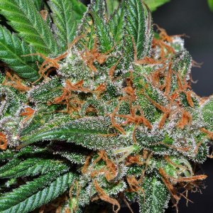 DSC_4862_bluedream