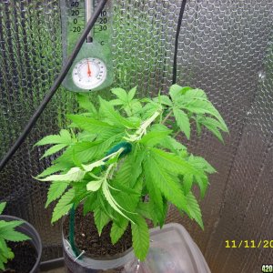 47 days of 12/12 from seed