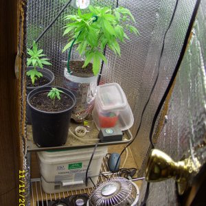 47 days of 12/12 from seed