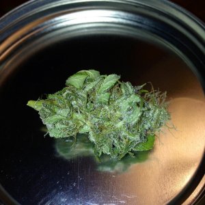 Bud of Month November 13