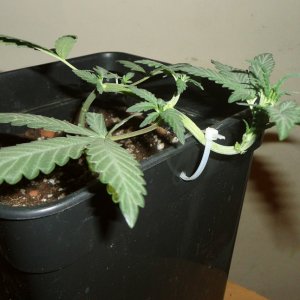 low stressing autoflowering?