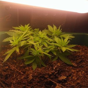 indoor cfl lst in flower