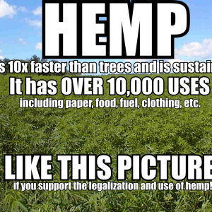 Hemp Like This Picture