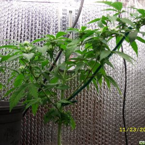 59 Days of 12/12 from seed