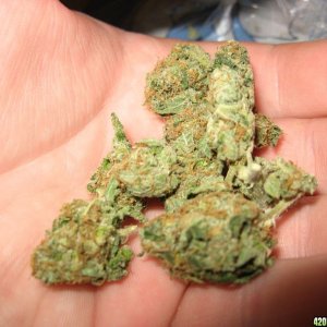 white rhino